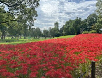 暑くても秋の到来🍂
